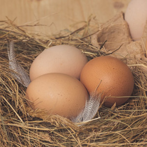 oeuf pollution aux PFAS