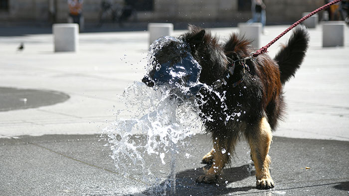 Un chien place des Terreaux